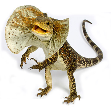 frilled_lizard